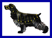 a well breed Cocker Spaniel dog